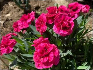 Цвеќето – украс во нашиот двор 24 03 2026