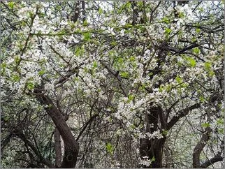 Дрвото во пролет 30 03 2026