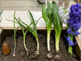 Тајната пролетна градина 10 03 2026